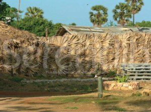houses with palmyrah thatche fences, Jaffna
